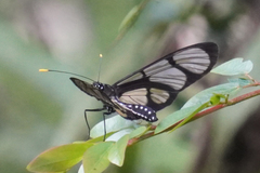 Methona confusa psamathe