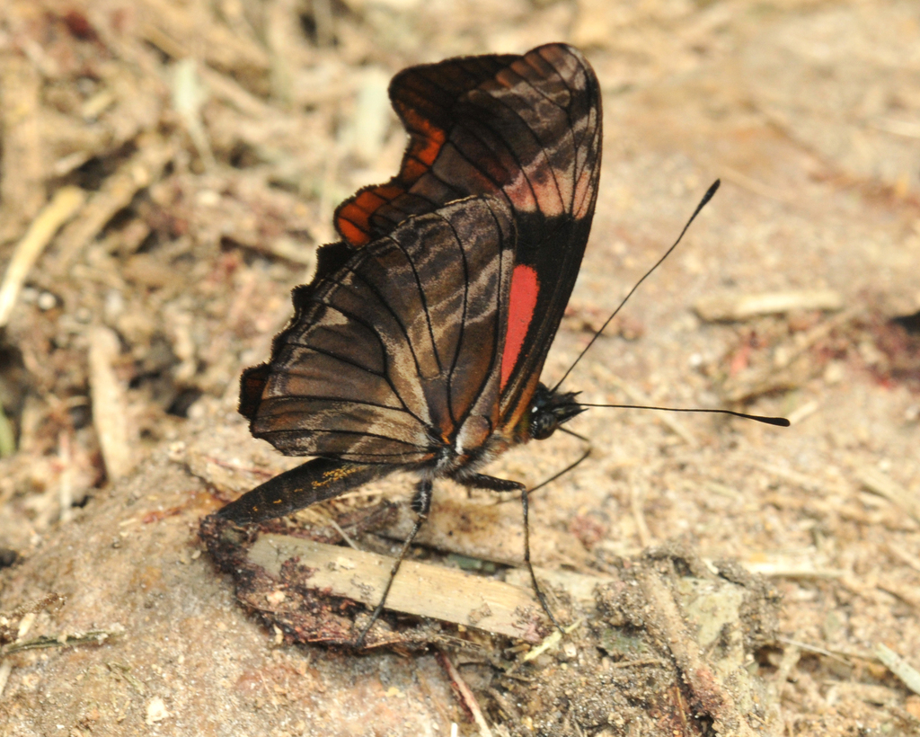 Podotricha telesiphe