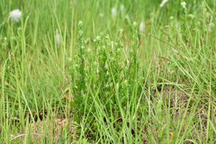 Artemisia japonica