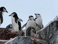 Pygoscelis antarcticus