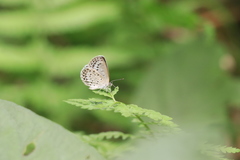 Pseudozizeeria maha okinawana