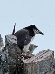 Pygoscelis antarcticus