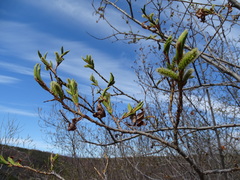 Salix udensis