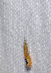 Nectopsyche gemmoides