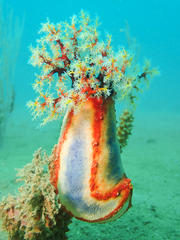 Pseudocolochirus axiologus