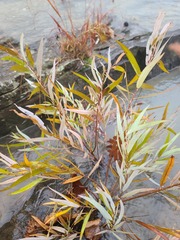Salix caroliniana