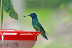 Chrysuronia oenone