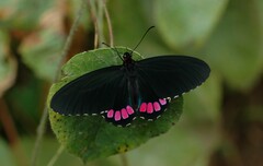 Parides erithalion polyzelus