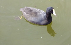 Fulica americana