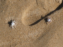 Mictyris longicarpus