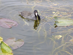 Fulica americana