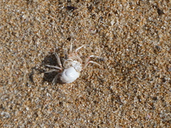 Mictyris longicarpus