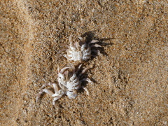 Mictyris longicarpus