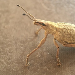 Cyrtomon