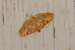 Herpetogramma thestealis