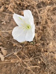 Oenothera acaulis