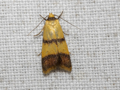 Heteroteucha translatella