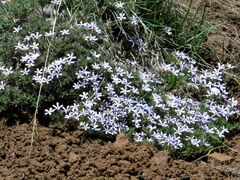 Polemoniaceae