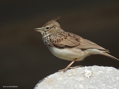 Thekla Lark photo 3