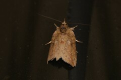 Nycteola indica