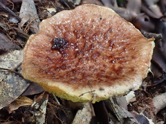 Aureoboletus
