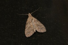Nola desmotes