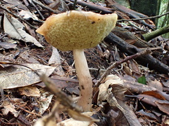 Aureoboletus