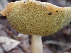 Aureoboletus