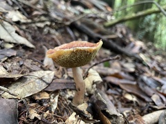 Aureoboletus