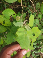 Solanum hirtum