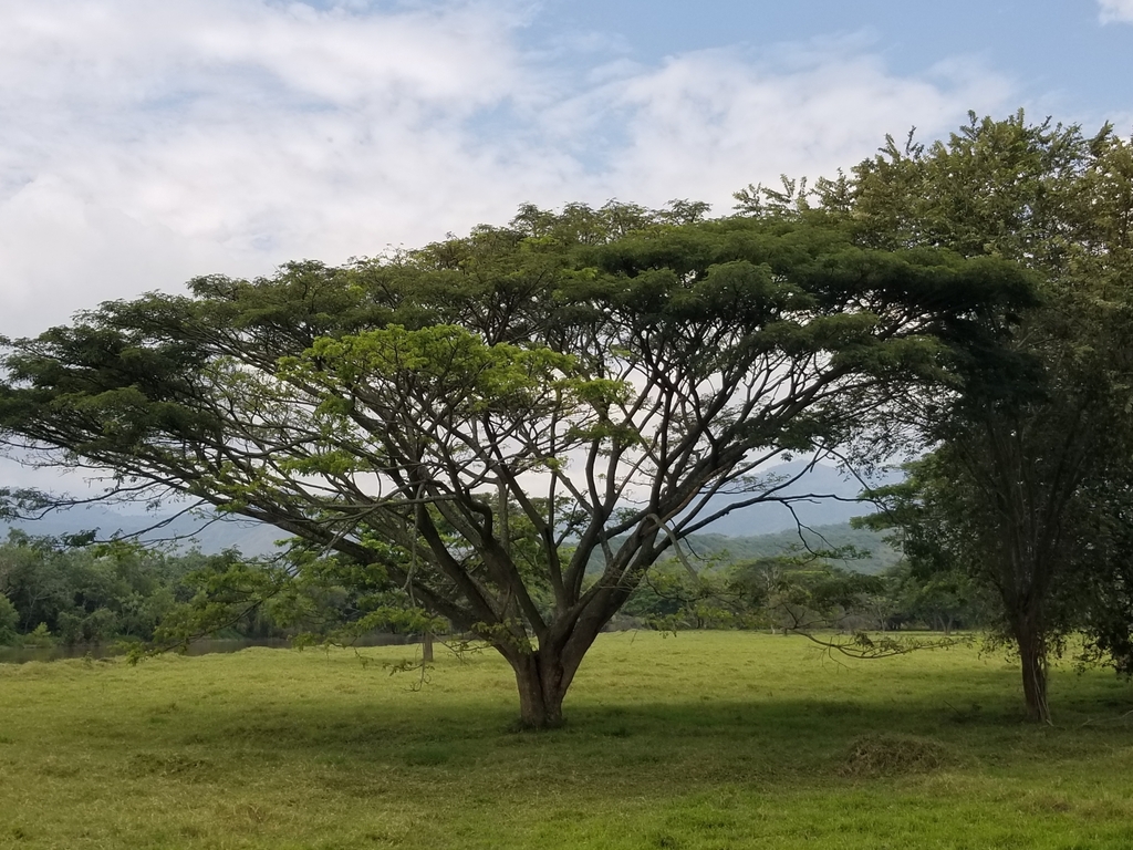 Monkey Pod Tree From Guadalajara De Buga CO VC CO On January 24 2023   Large 