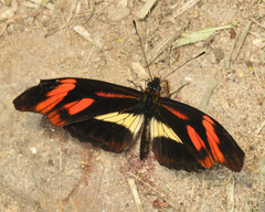 Podotricha telesiphe