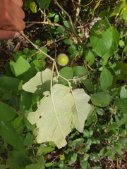 Solanum hirtum