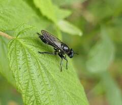 Laphria canis