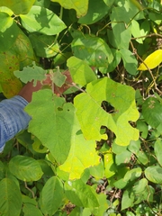 Solanum hirtum