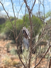 Burbunga hillieri