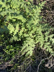 Phacelia ramosissima
