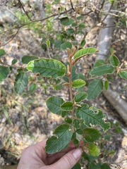 Pomaderris paniculosa