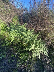 Phacelia ramosissima