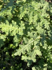 Phacelia ramosissima