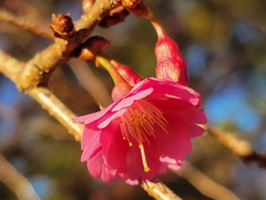 Prunus serrulata