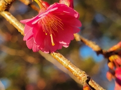 Prunus serrulata