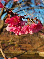 Prunus serrulata