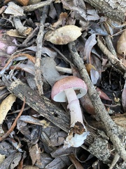 Lepiota decorata