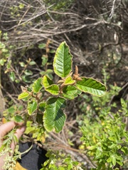 Pomaderris paniculosa