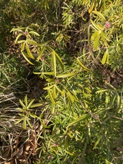 Vitex agnus-castus