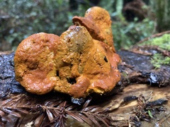 Hypomyces aurantius
