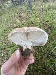 Amanita novinupta