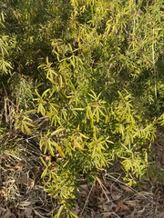 Vitex agnus-castus