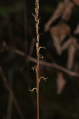 Mesadenus lucayanus